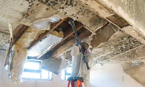 Best Environmental Consulting for Mold Prevention  in , SC